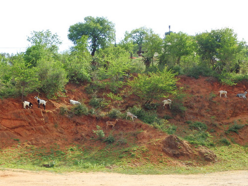 Goats, straight ahead.